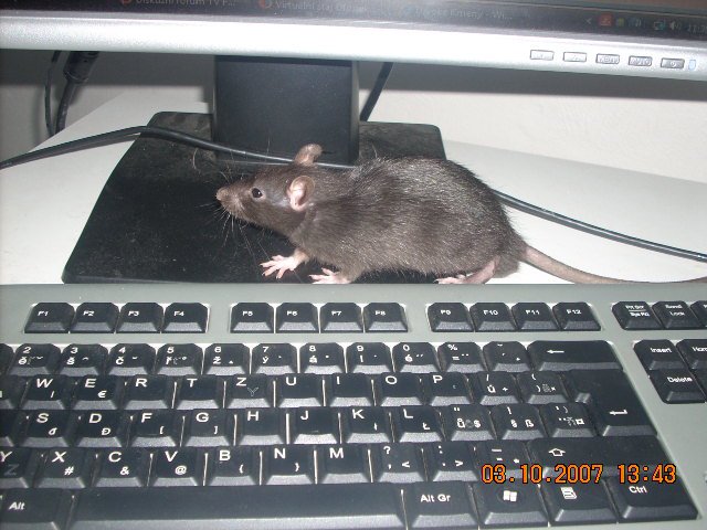 pet4.jpg