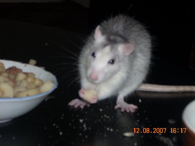 pet5.jpg