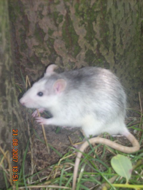 pet6.jpg