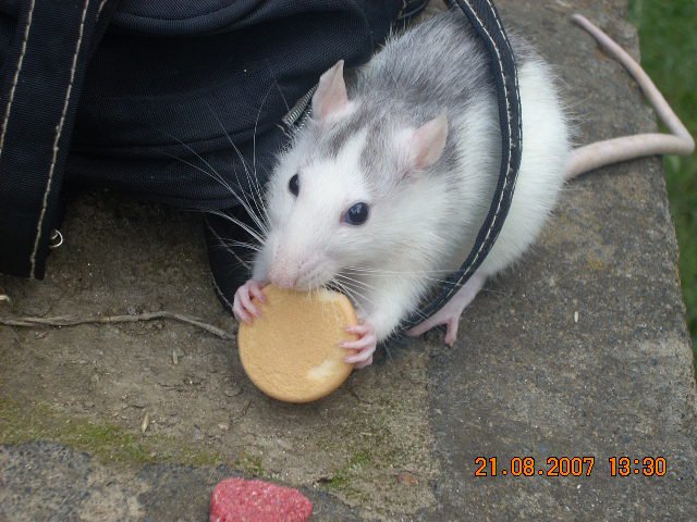 pet7.jpg