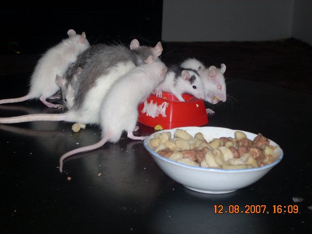 pet8.jpg
